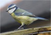 BC1 : Blue tit- Photo © The Donlan Collection