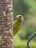 BC6 : Greenfinch - Photo © The Donlan Collection