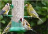 BC8 : Greenfinches & Goldfinches - Photo © The Donlan Collection