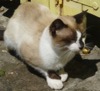 CC2 : Cat in St Kitts - Photo © The Donlan Collection