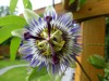 FC1 : Blue Passion Flower - Photo © The Donlan Collection