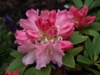 FC27 : Rhododendron 'Dreamland' - Photo © The Donlan Collection