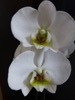 FC33 : Orchid - Photo © The Donlan Collection