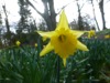 FC34 : Daffodil - Photo © The Donlan Collection