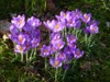 FC35 : Crocuses - Photo © The Donlan Collection
