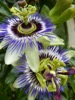 FC42 : Double Blue Passion Flower - Photo © The Donlan Collection