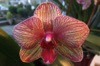 FC44 : Orchid - Photo © The Donlan Collection