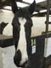 HC1 : 'Anna' 16.2hh Mare Piebald Irish at Ryders Farm Equestrian Centre - Photo © The Donlan Collection