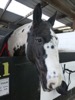HC2 : 'Arthur' 14.3hh Gelding Piebald Cob at Ryders Farm Equestrian Centre - Photo The Donlan Collection