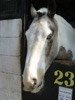 HC20 : 'Sylvester' 15.1hh Gelding Dun & White Cob at Ryders Farm Equestrian Centre - Photo © The Donlan Collection