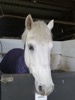 HC23 : 'Jake' 14.3hh Gelding Grey Connemara at Ryders Farm Equestrian Centre - Photo © The Donlan Collection