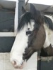 HC5 : 'Buster' 14.3hh Gelding Piebald Cob at Ryders Farm Equestrian Centre - Photo © The Donlan Collection