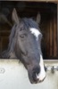 HC6 : 'Jason' 15hh Gelding Black Arab X at Ryders Farm Equestrian Centre - Photo © The Donlan Collection