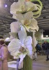 HCC2 : HortCouture by Jenny Gillies at Harrogate Flower Show - Photo © The Donlan Collection