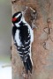 MB19 : Hairy Woodpecker, Canada March 2014 - Photo © Mike Bailey