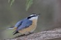 MB21 : Red-breasted Nuthatch, Canada March 2014 - Photo © Mike Bailey