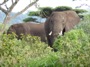 MB22 : African Bush Elephants, Tarangire National Park, Tanzania – Photo © Dean Cowell