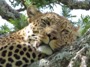 MB24 : Leopard, Southern Serengeti, Tanzania - Photo © Dean Cowell