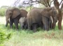 MB29 : African Bush Elephants, Tarangire National Park, Tanzania - Photo © Dean Cowell