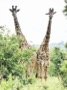 MB33 : Giraffes, Tarangire National Park, Tanzania - Photo © Dean Cowell