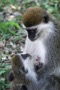 MB7: Green Vervet Monkey, Ethiopia March 2013 - Photo © Mike Bailey