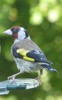 WC12 : Goldfinch - Photo © The Donlan Collection