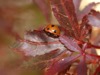 WC20 : Ladybird on Acer leaf - Photo © The Donlan Collection