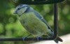 WC22 : Blue tit - Photo © The Donlan Collection