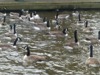 WC32 : Canada Geese, Huddersfield Narrow Canal, Stalybridge - Photo © The Donlan Collection