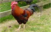 WC38 : Rooster at Ryders Farm - Photo © The Donlan Collection